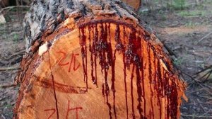 А вы когда нибудь видели дерево у которого есть кровь?