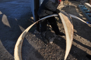 Ленточная пилорама Титан-800